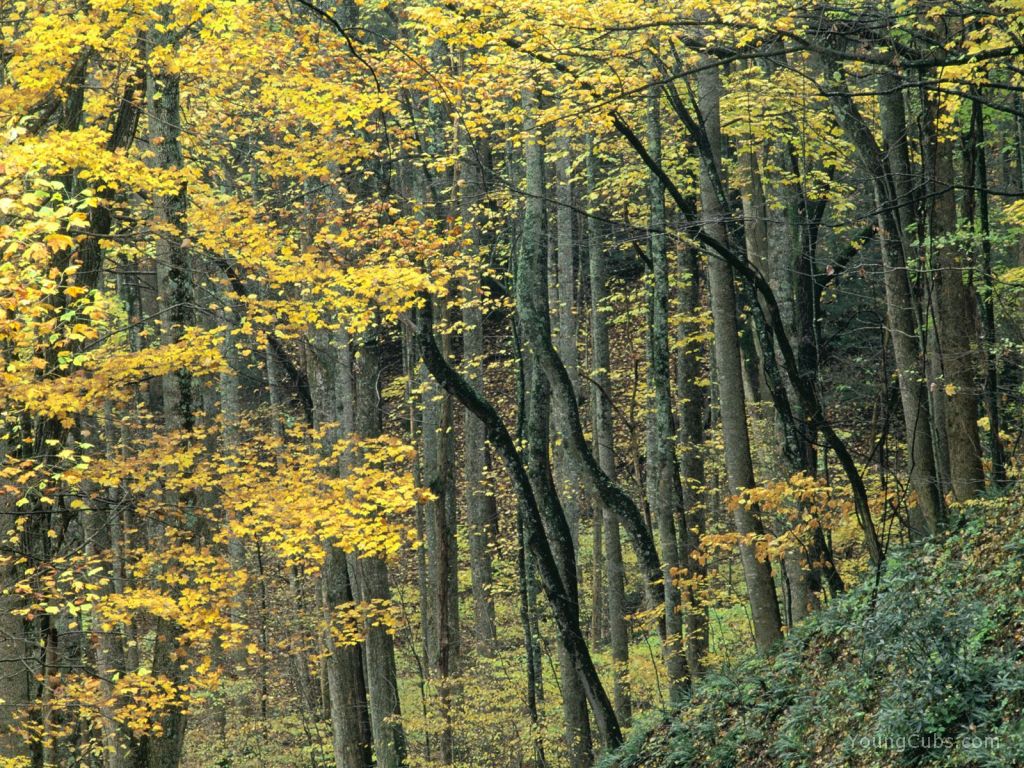 Autumn Forest, Great Smoky Mountains, Tennessee